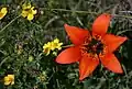 Wildflowers at Dry Island Buffalo Jump
