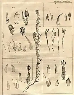illustration of plant species