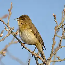 Willow warbler