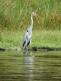 Grey heron