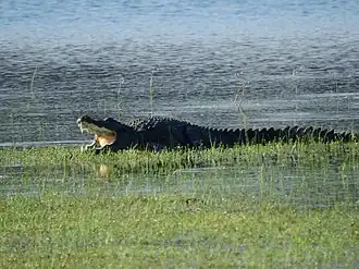 Mugger crocodile