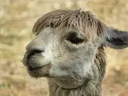 Alpaca