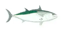 An image of a little tunny.