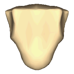 Shape of a xiphoid process (animation)