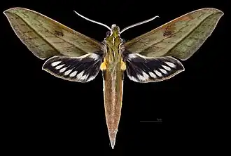 Xylophanes nabuchodonosor ♂