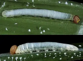 Larva