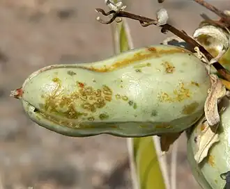 Yucca schidigera fruit, Blue Diamond Hill Red Rock Canyon National Conservation Area, southern Nevada