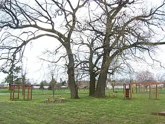 Trees planted in memory of Queen Elizabeth