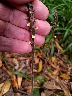 an example of the species in someone's hand. it is brown with tiny flowers