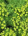 Cypress spurge Euphorbia cyparissias