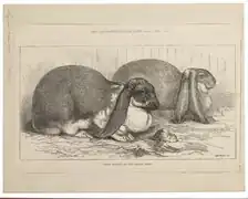 Full lop ears Unknown artist, 1875